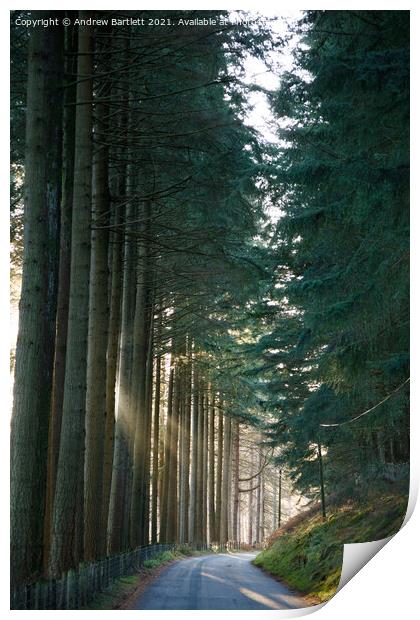 The sun shines through at forest at Elan Valley, M Print by Andrew Bartlett