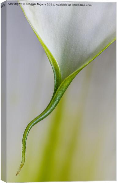 Beautiful Minimilist flower of Calla Lily. Canvas Print by Maggie Bajada