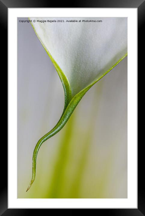 Beautiful Minimilist flower of Calla Lily. Framed Mounted Print by Maggie Bajada