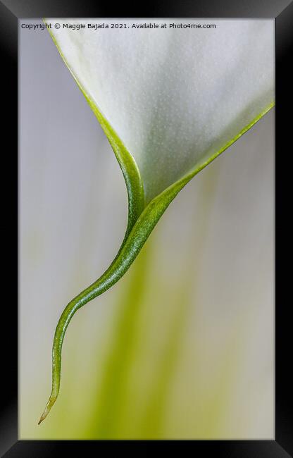 Beautiful Minimilist flower of Calla Lily. Framed Print by Maggie Bajada
