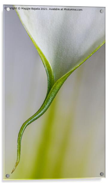Beautiful Minimilist flower of Calla Lily. Acrylic by Maggie Bajada
