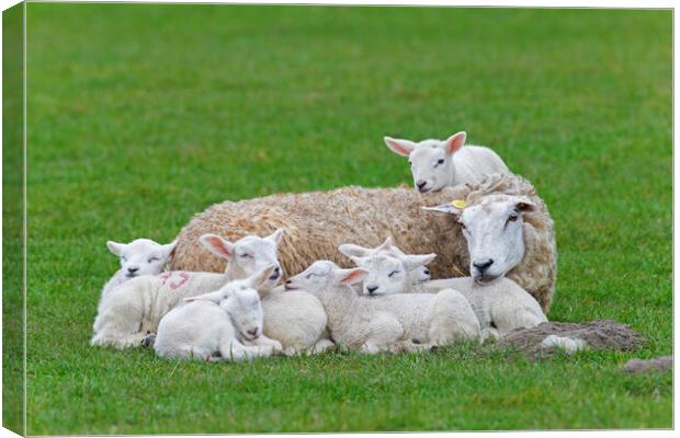 Sleeping White Sheep with Seven Lambs Canvas Print by Arterra 