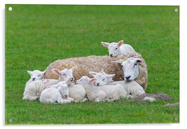 Sleeping White Sheep with Seven Lambs Acrylic by Arterra 