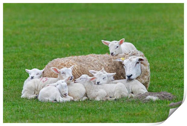 Sleeping White Sheep with Seven Lambs Print by Arterra 