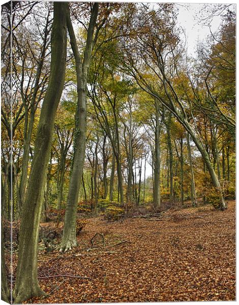 Autumn woodland Canvas Print by Gary Eason