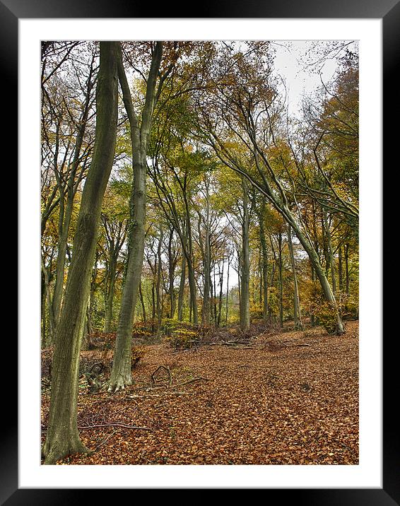 Autumn woodland Framed Mounted Print by Gary Eason