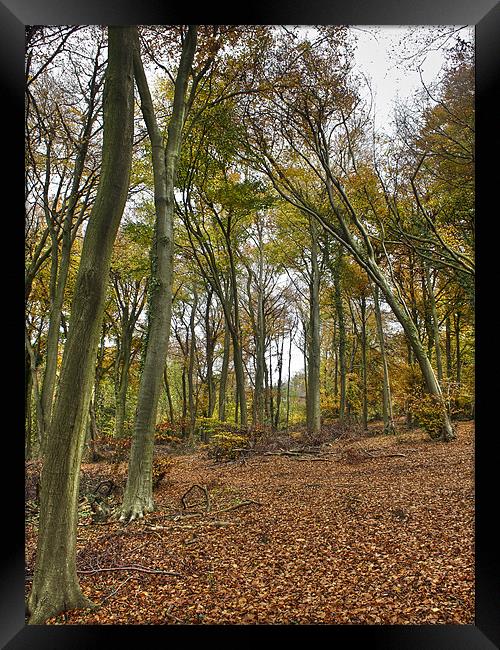 Autumn woodland Framed Print by Gary Eason