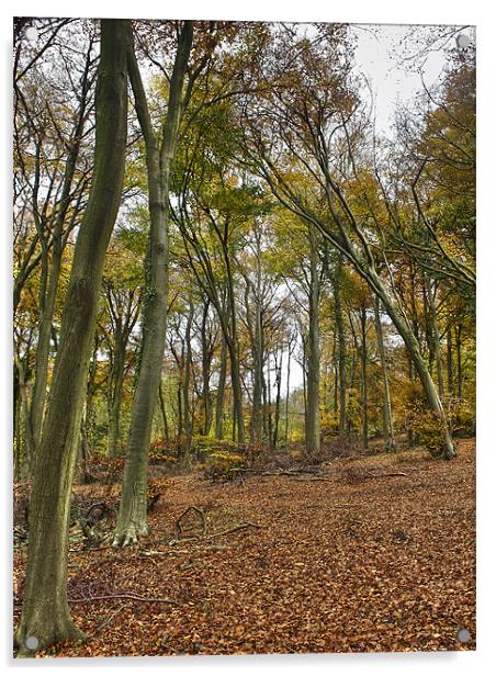 Autumn woodland Acrylic by Gary Eason