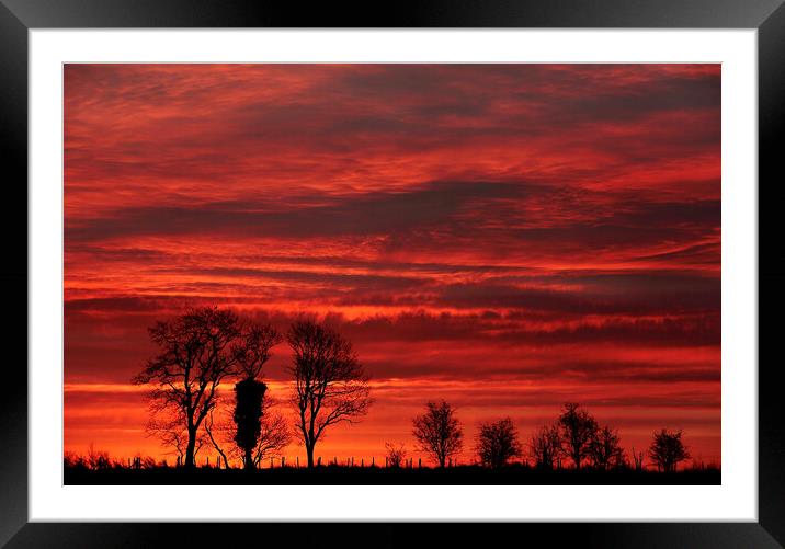 Trees at Sunrise  Framed Mounted Print by Simon Johnson