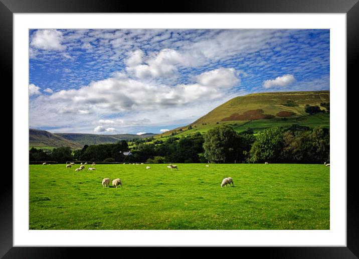 Sheep Grazing near Edale  Framed Mounted Print by Darren Galpin