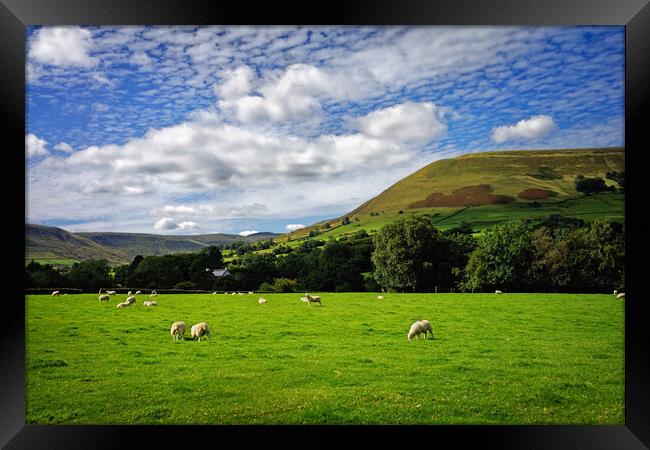 Sheep Grazing near Edale  Framed Print by Darren Galpin