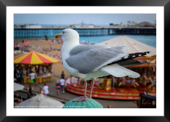Seagull at Brighton Framed Mounted Print by Stephen Coughlan