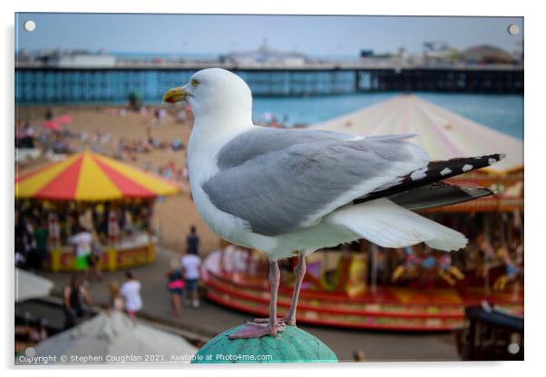 Seagull at Brighton Acrylic by Stephen Coughlan