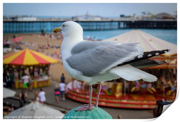Seagull at Brighton Print by Stephen Coughlan