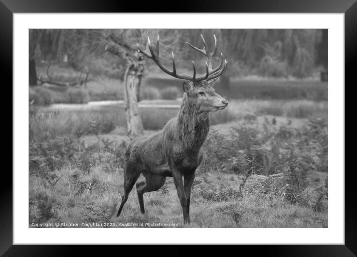 Bushy Park Deer Framed Mounted Print by Stephen Coughlan