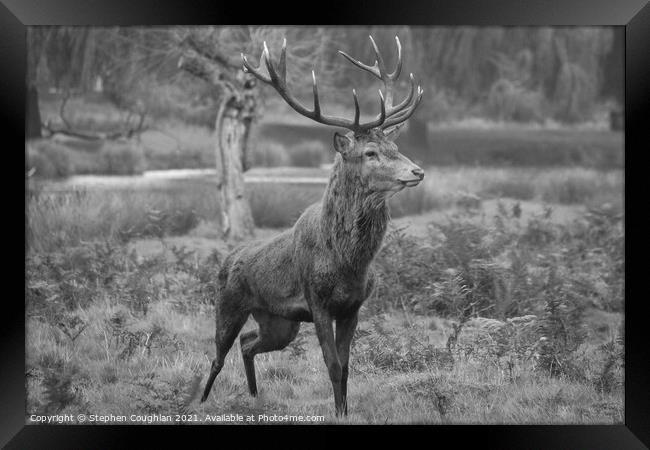Bushy Park Deer Framed Print by Stephen Coughlan