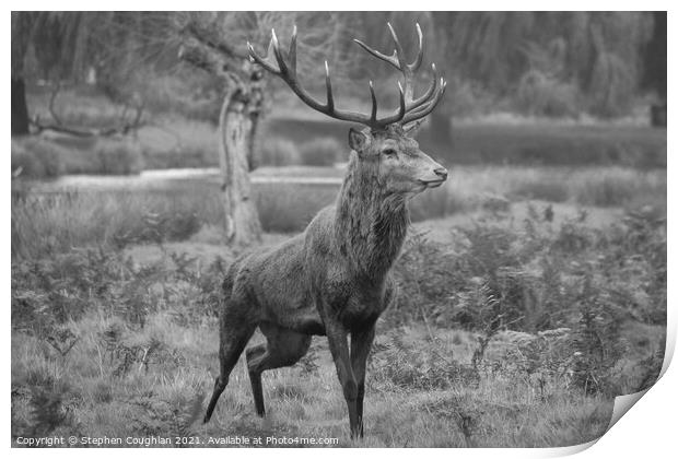 Bushy Park Deer Print by Stephen Coughlan