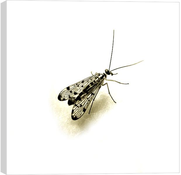female scorpion fly Canvas Print by Heather Newton