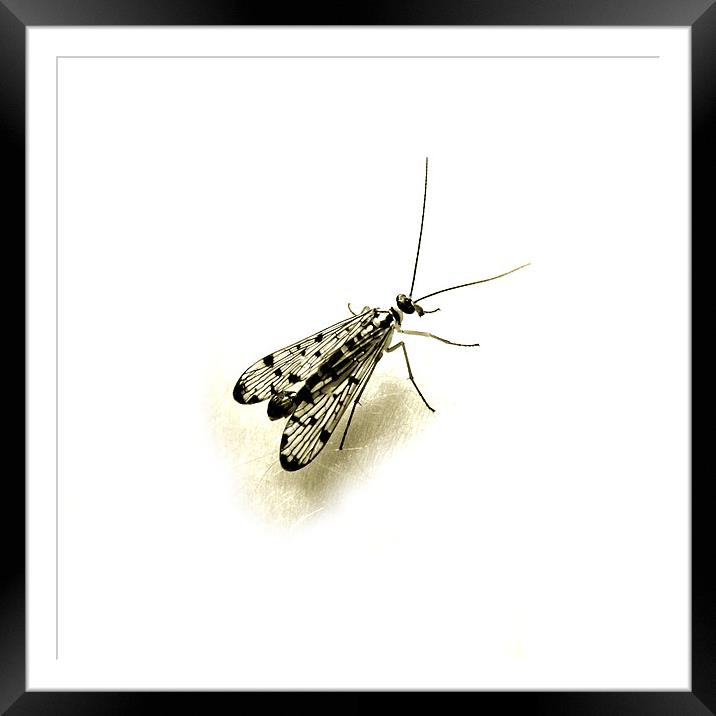 female scorpion fly Framed Mounted Print by Heather Newton