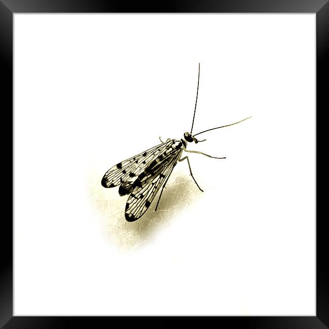 female scorpion fly Framed Print by Heather Newton