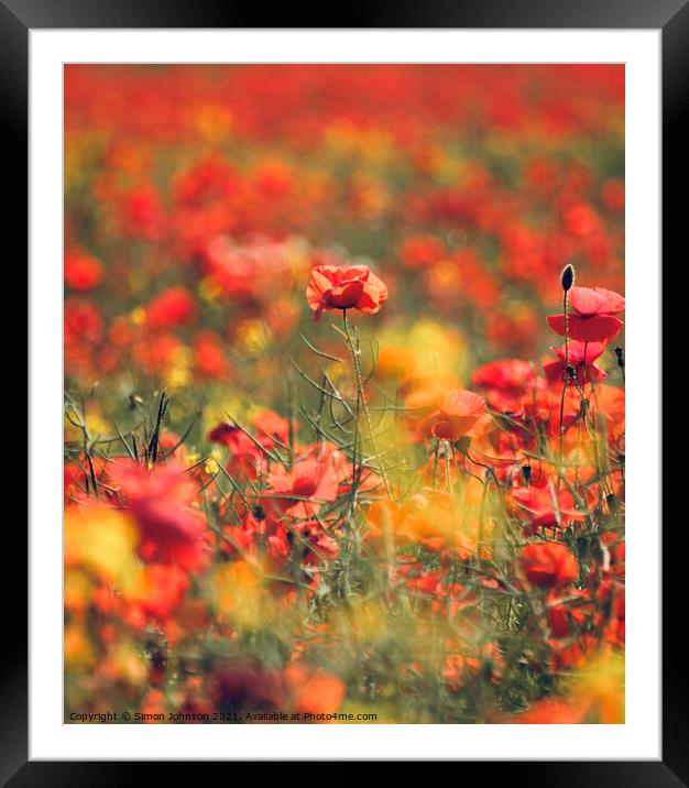  Summer Poppies Framed Mounted Print by Simon Johnson