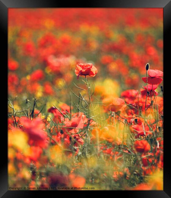  Summer Poppies Framed Print by Simon Johnson