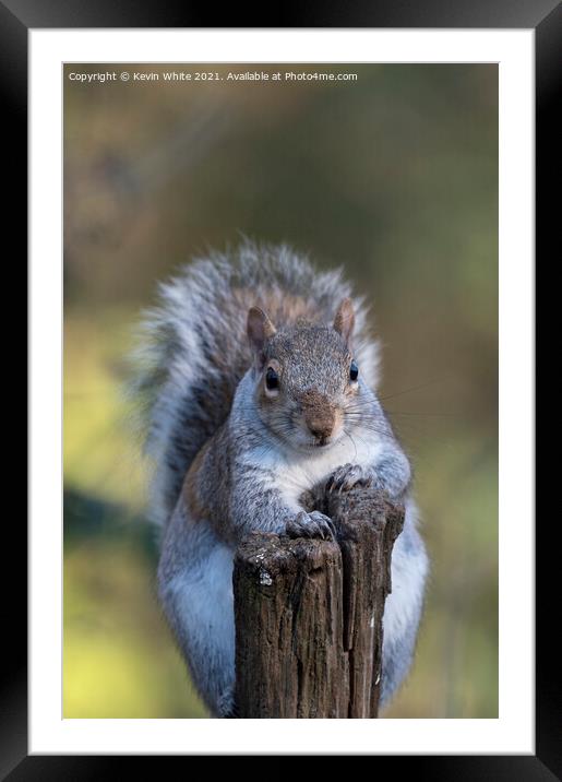 Portrait of a squirrel Framed Mounted Print by Kevin White