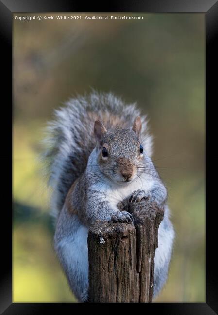 Portrait of a squirrel Framed Print by Kevin White