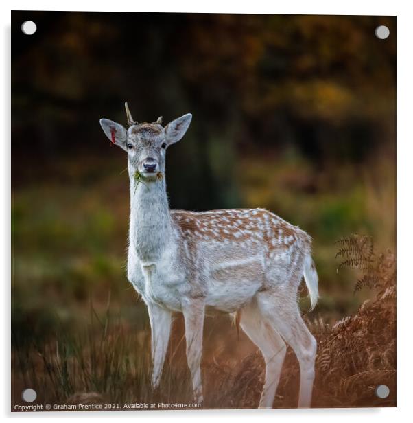 Fallow Deer, Richmond Park, London Acrylic by Graham Prentice