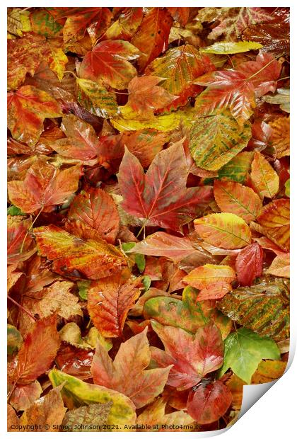 Autumn Leaves Print by Simon Johnson