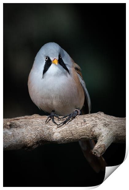 Bearded tit Print by Alan Tunnicliffe