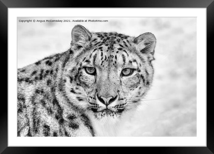 Snow leopard face to face mono Framed Mounted Print by Angus McComiskey