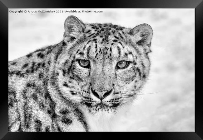 Snow leopard face to face mono Framed Print by Angus McComiskey
