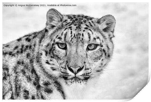 Snow leopard face to face mono Print by Angus McComiskey