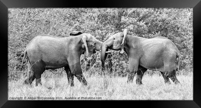 Sparring young African bull elephants mono Framed Print by Angus McComiskey