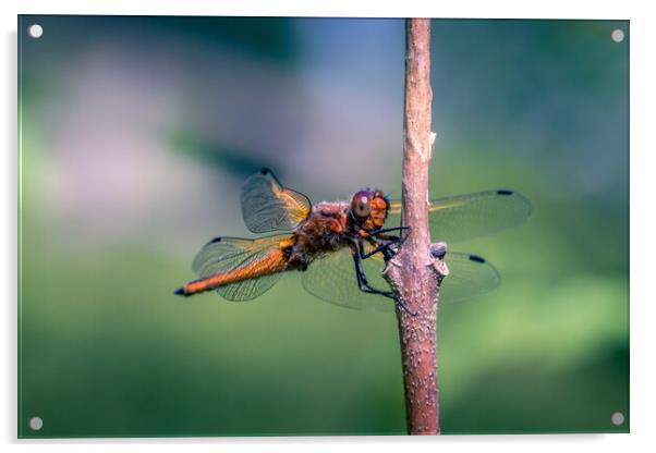 Scarce Chaser Dragonfly Acrylic by Mark Jones