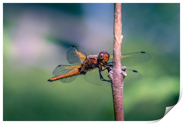 Scarce Chaser Dragonfly Print by Mark Jones