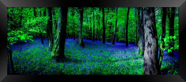 Bluebell Wood, Devon. Framed Print by Maggie McCall