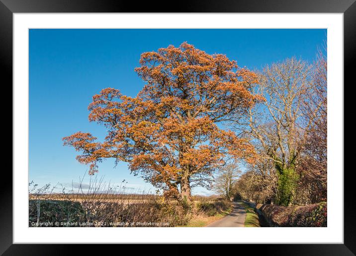 Solitary Autumn Oak Framed Mounted Print by Richard Laidler