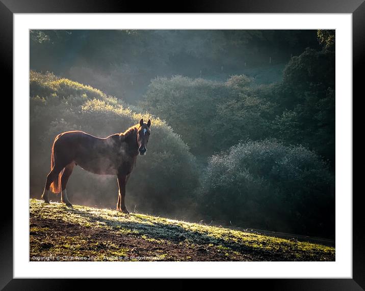 A horse  on a frosty morning Framed Mounted Print by Chris Rose