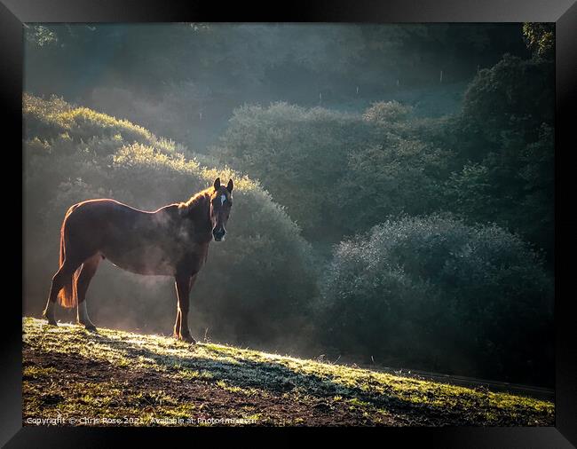 A horse  on a frosty morning Framed Print by Chris Rose