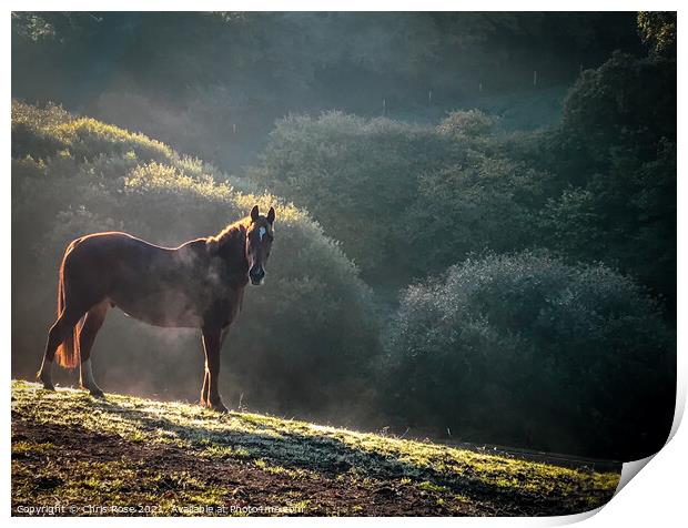A horse  on a frosty morning Print by Chris Rose