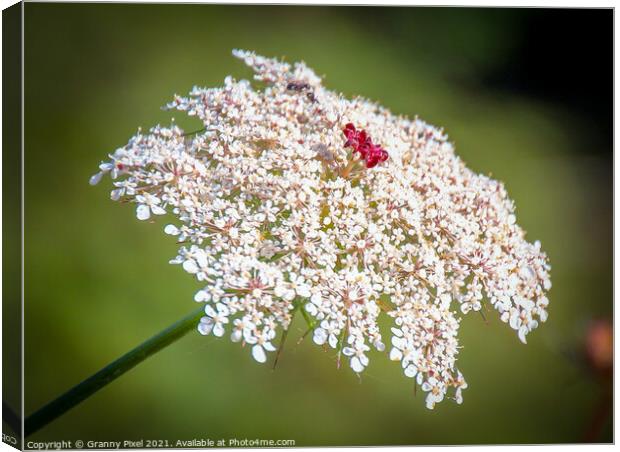 Queen Anne's Lace Canvas Print by Margaret Ryan