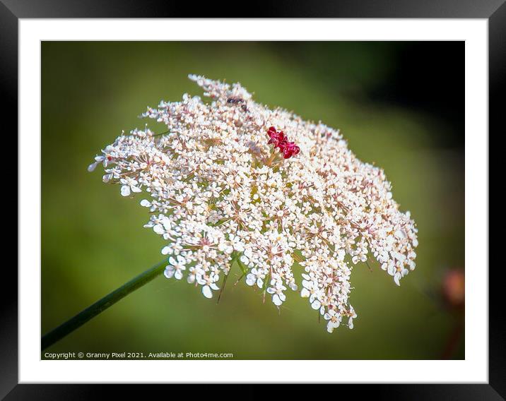 Queen Anne's Lace Framed Mounted Print by Margaret Ryan