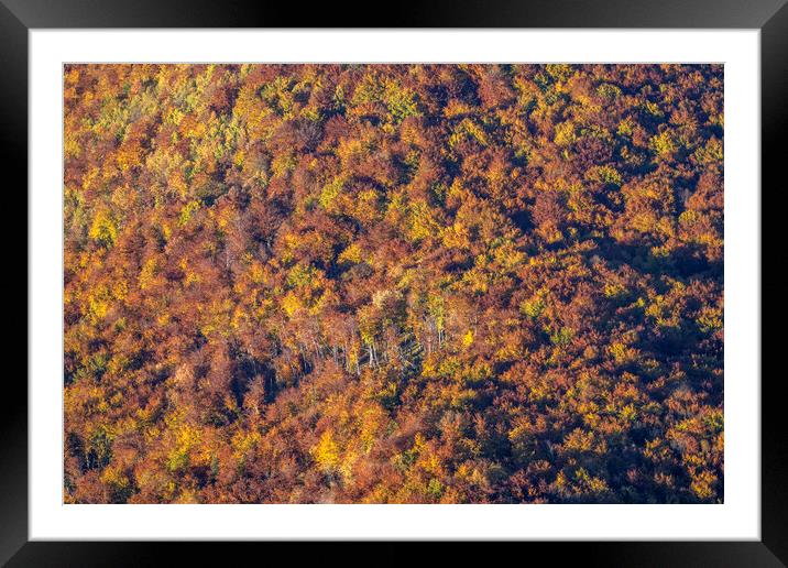 Autumn forest Framed Mounted Print by peter schickert
