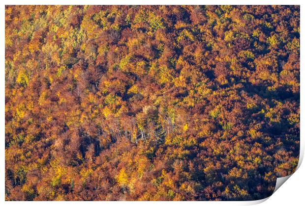 Autumn forest Print by peter schickert