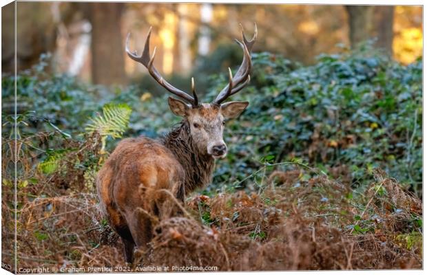 Red Deer in Richmond Park Canvas Print by Graham Prentice