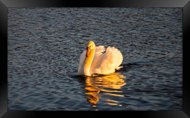 My friend the swan....sunset Framed Print by Elzbieta Sosnowski