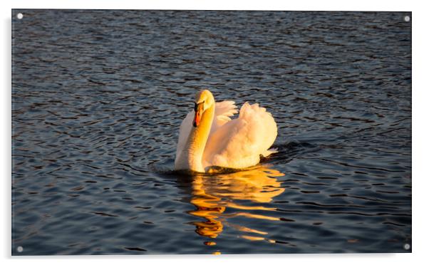 My friend the swan....sunset Acrylic by Elzbieta Sosnowski