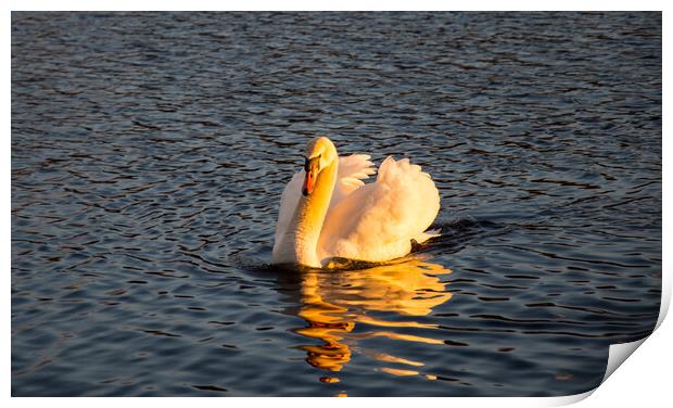 My friend the swan....sunset Print by Elzbieta Sosnowski